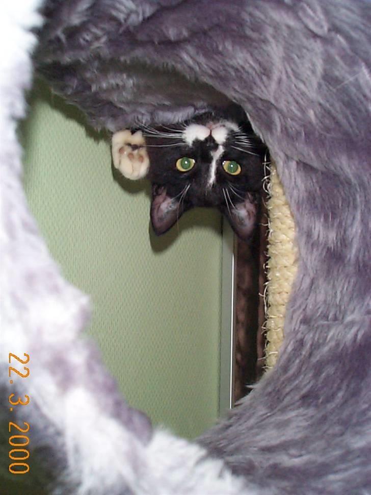 Huskat Tjalfe (Fofo) billede 3