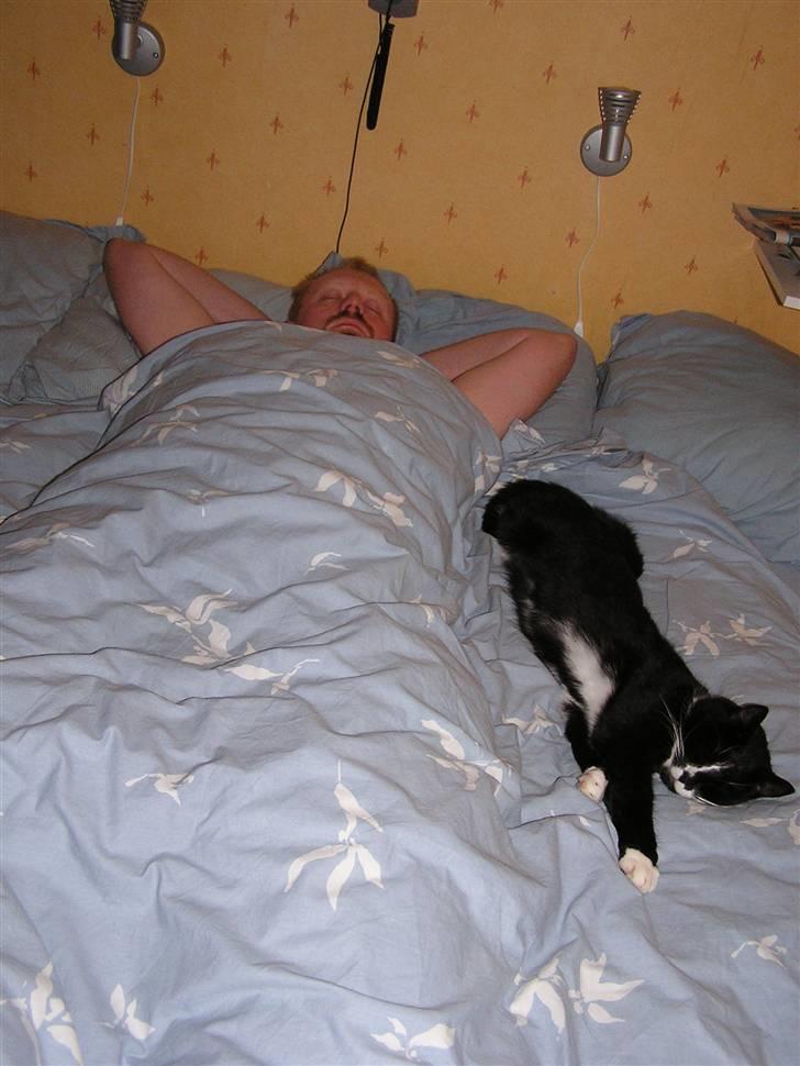 Huskat Tjalfe (Fofo) billede 4