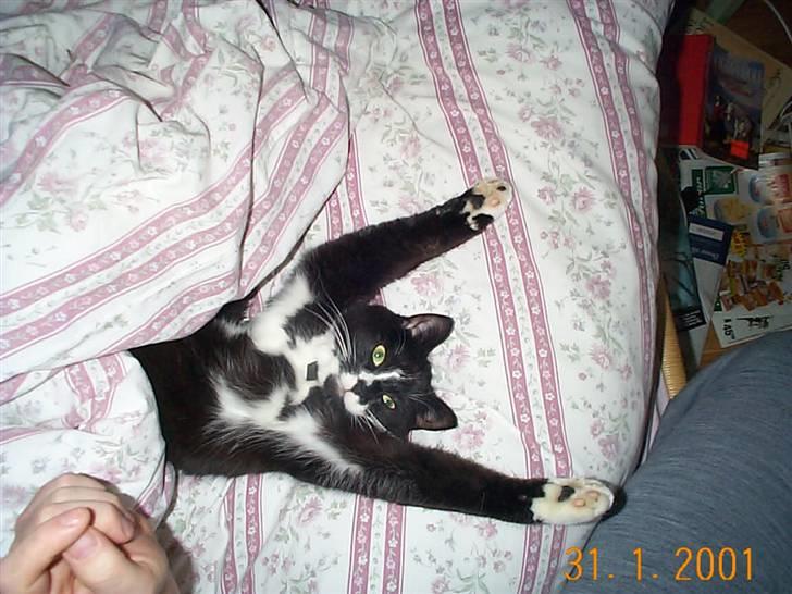 Huskat Tjalfe (Fofo) billede 5