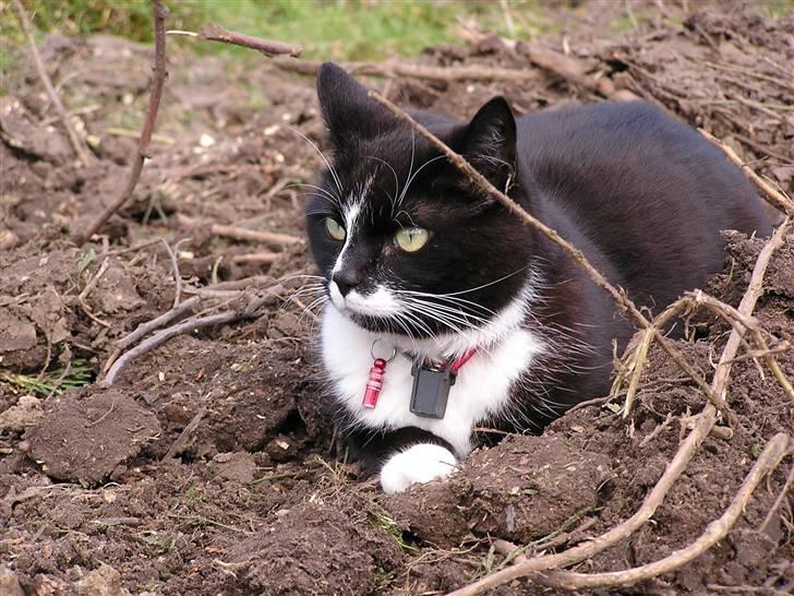 Huskat Tjalfe (Fofo) billede 7