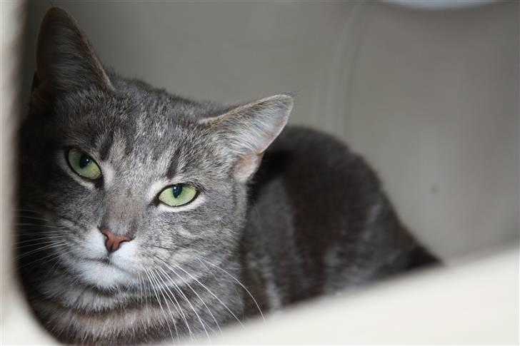 Huskat Marilyn - Rød tud hva´:D billede 1