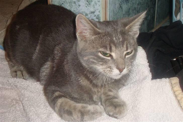 Huskat Marilyn billede 2