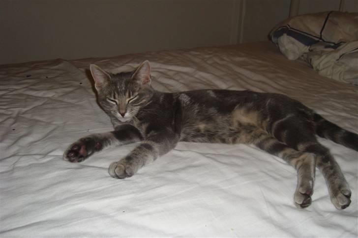 Huskat Marilyn - Altid godt med en lur når de andre skal bruge sengen til det samme hehe:D billede 3