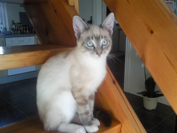 Blanding af racer Snefnug billede 1