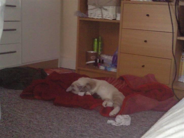 Blanding af racer Snefnug billede 2