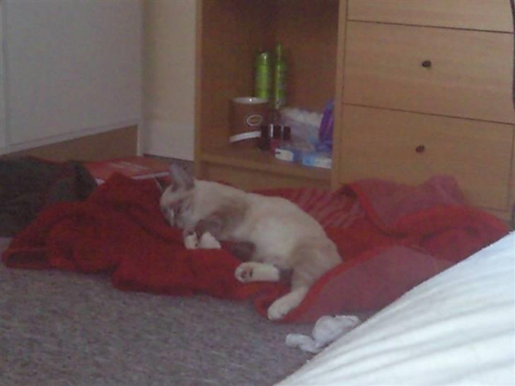 Blanding af racer Snefnug billede 3