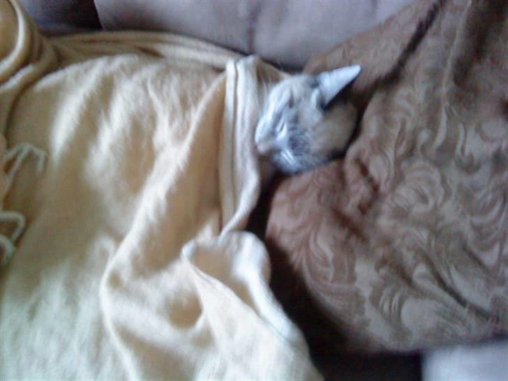 Blanding af racer Snefnug billede 5