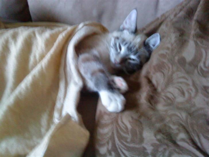 Blanding af racer Snefnug billede 6