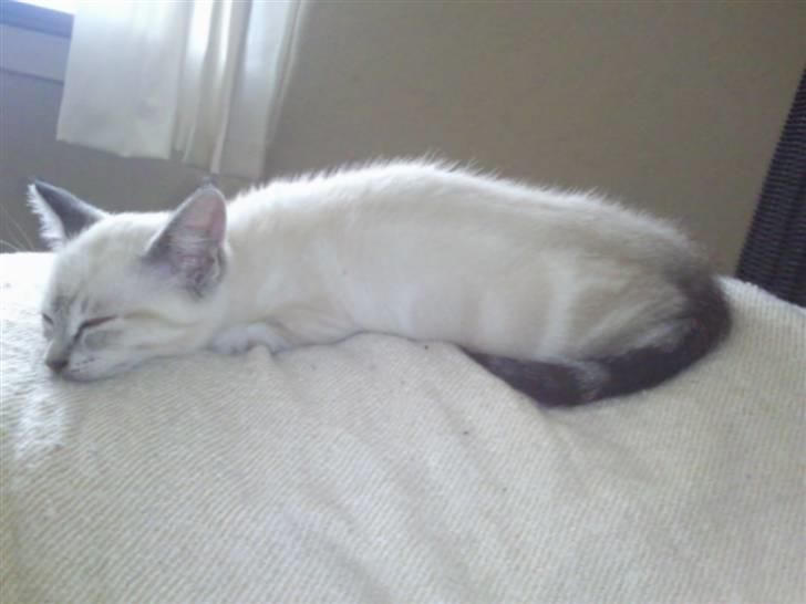 Blanding af racer Snefnug billede 7