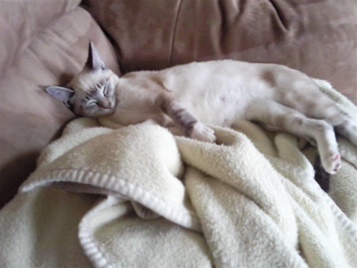 Blanding af racer Snefnug billede 8