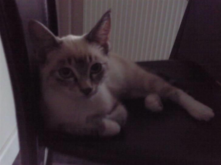 Blanding af racer Snefnug billede 9