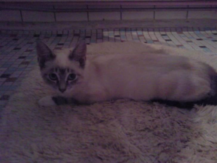 Blanding af racer Snefnug billede 10