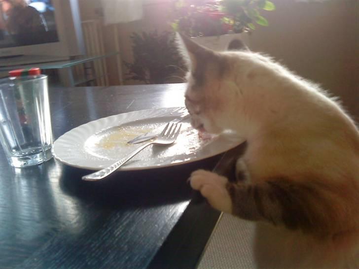 Blanding af racer Snefnug billede 11