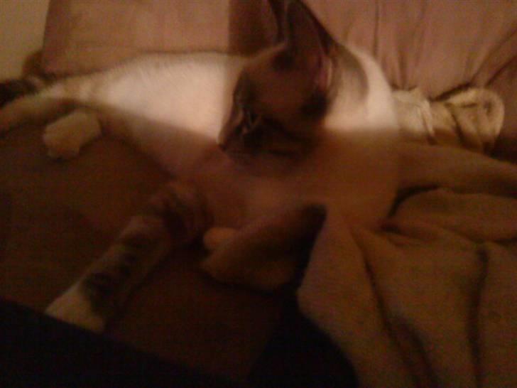 Blanding af racer Snefnug billede 12