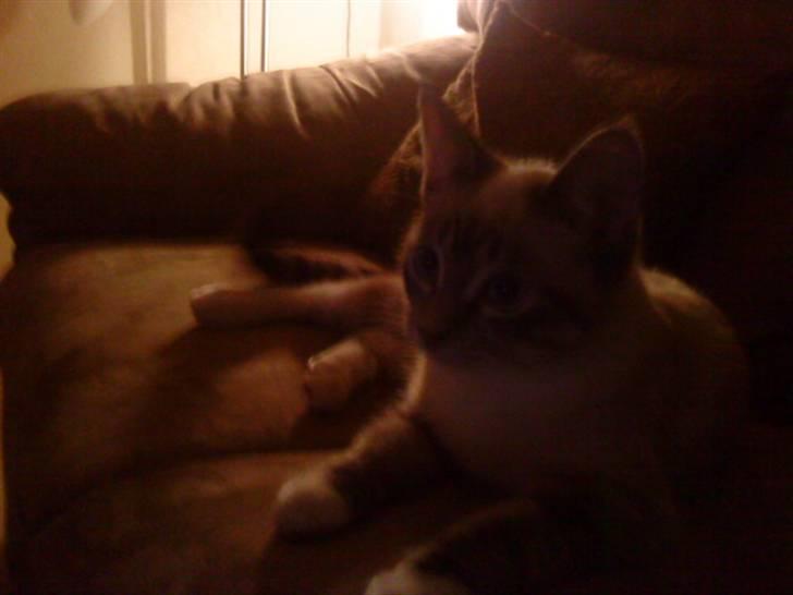 Blanding af racer Snefnug billede 13