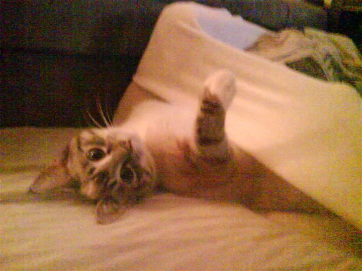 Blanding af racer Snefnug billede 14