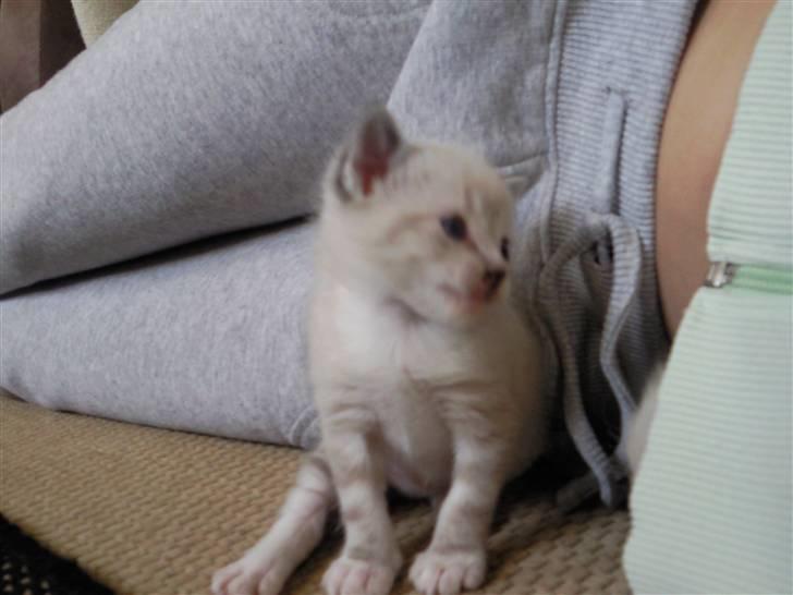 Blanding af racer Snefnug billede 15