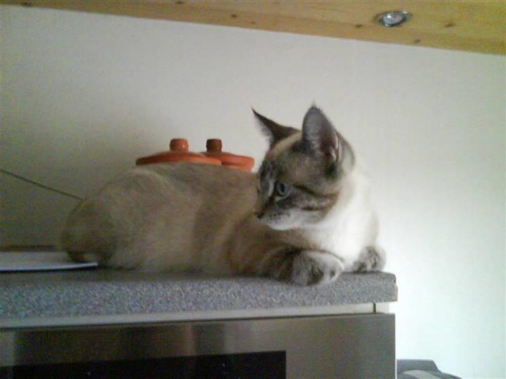 Blanding af racer Snefnug billede 16