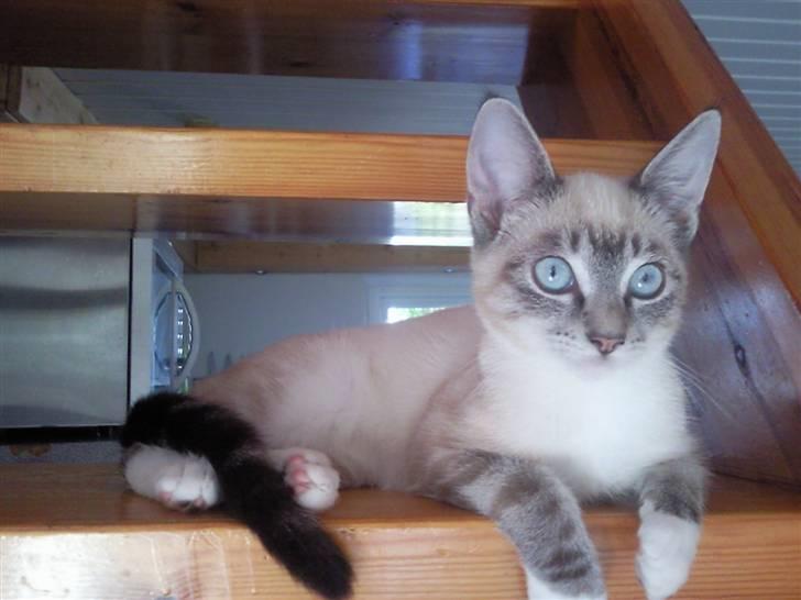 Blanding af racer Snefnug billede 17