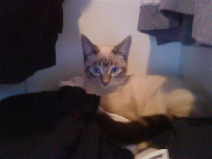 Blanding af racer Snefnug billede 18