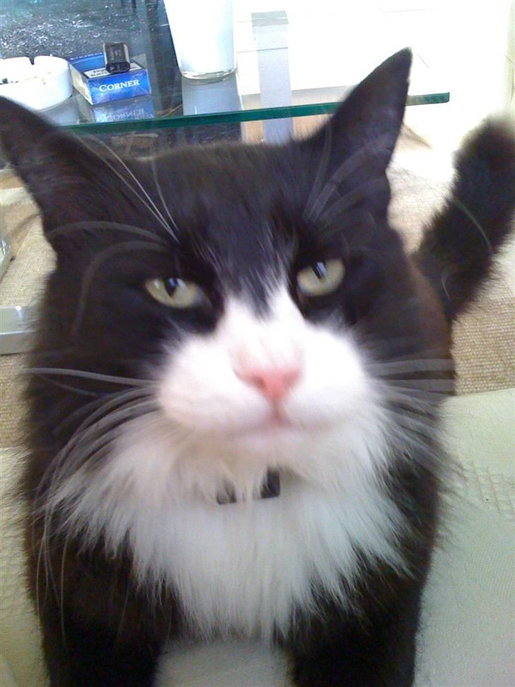 Norsk Skovkat nuggi billede 7