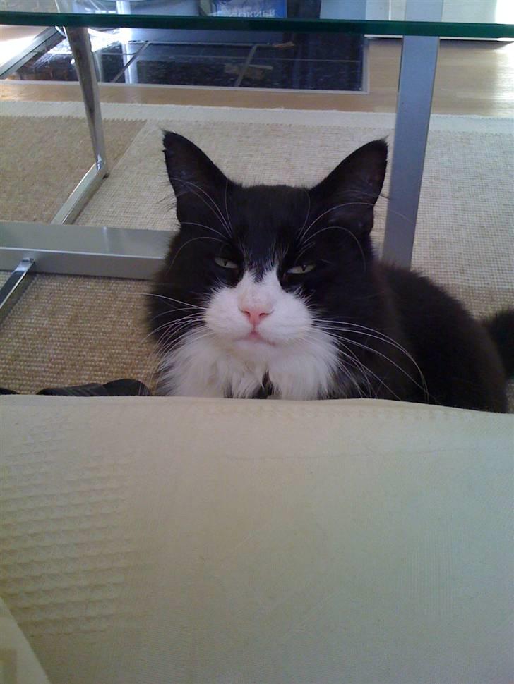 Norsk Skovkat nuggi billede 8