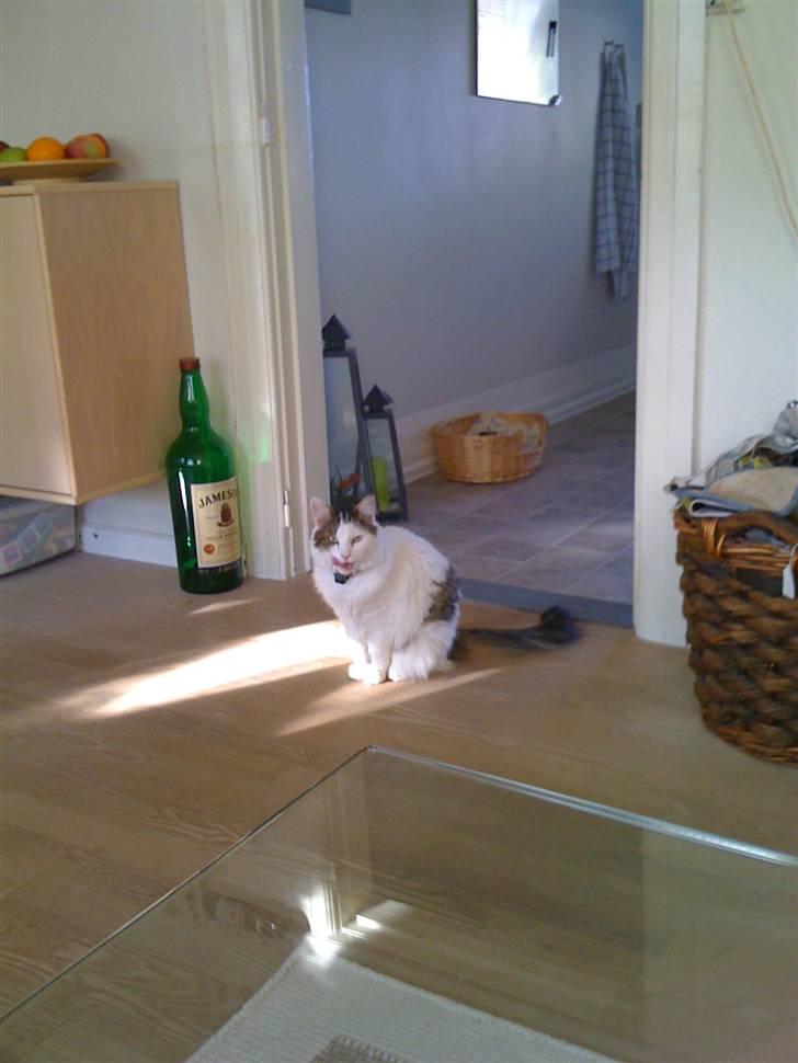 Maine Coon basse billede 7