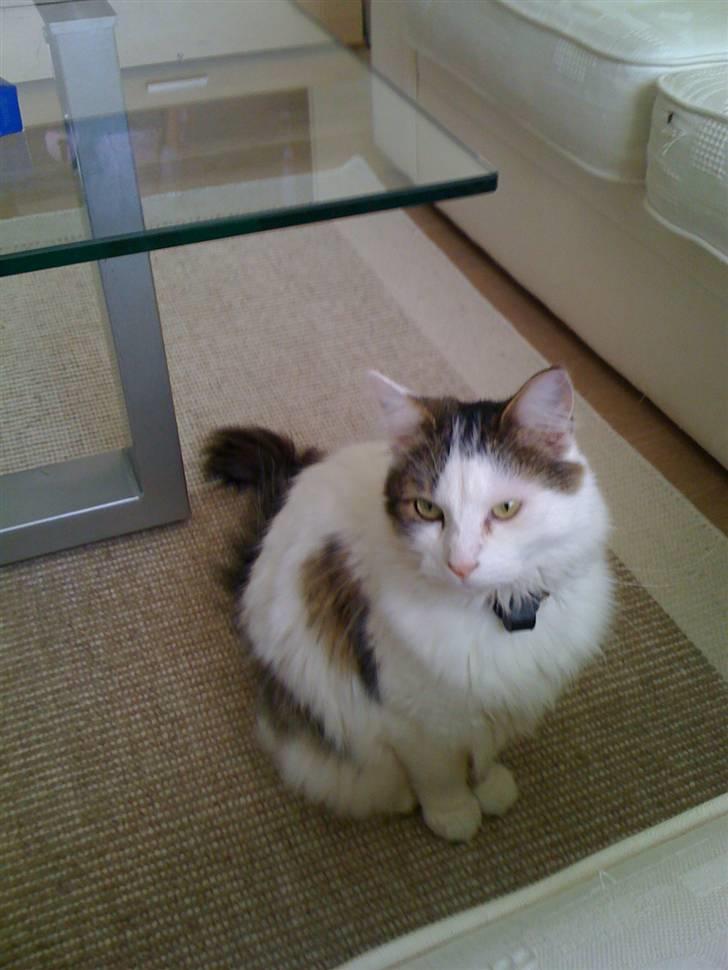 Maine Coon basse billede 8