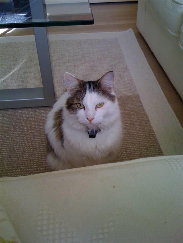 Maine Coon basse billede 9