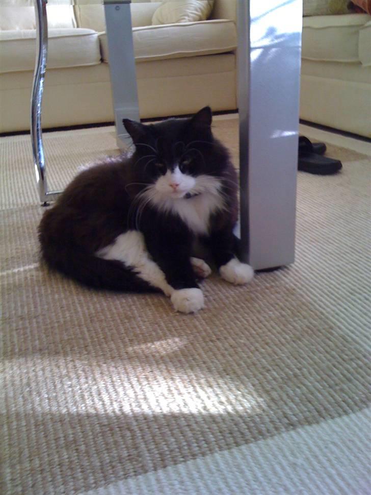 Norsk Skovkat nuggi billede 9