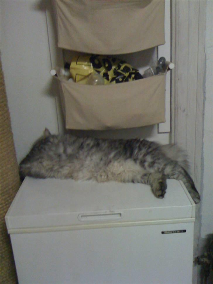 Maine Coon armani billede 8