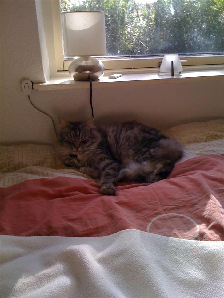 Maine Coon armani billede 9