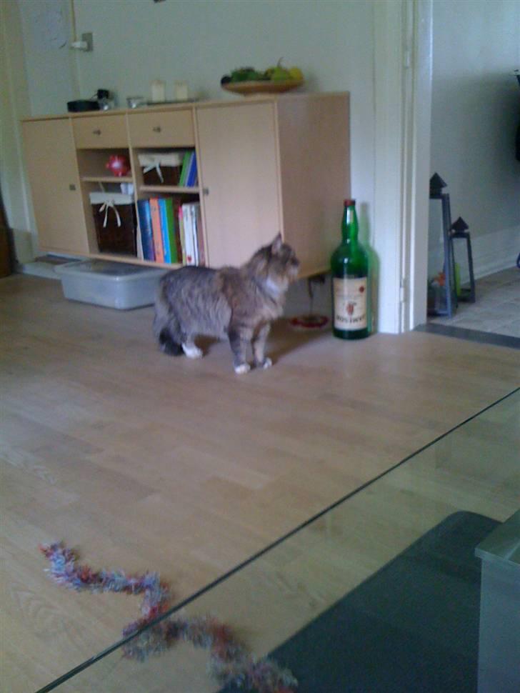 Maine Coon odin billede 7