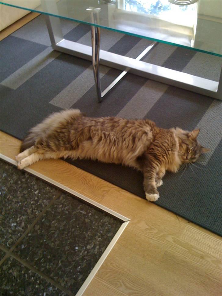 Maine Coon odin billede 8