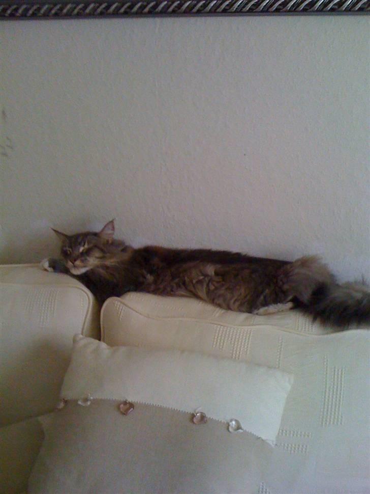 Maine Coon odin billede 9