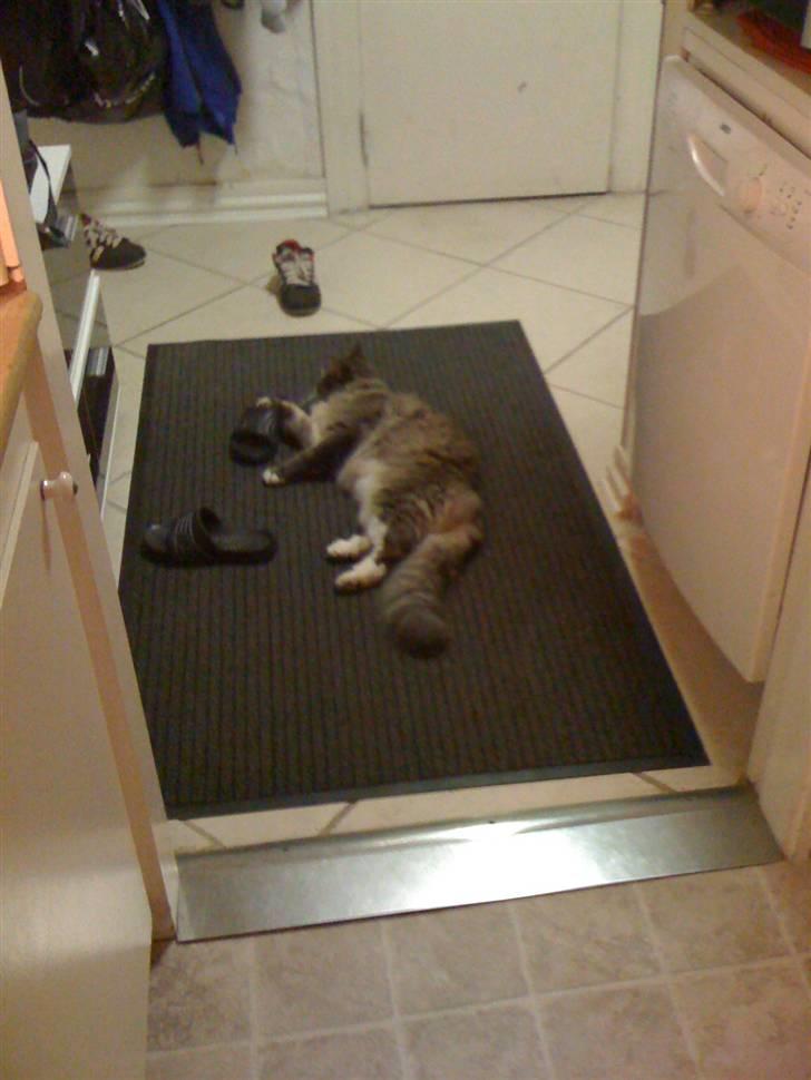 Maine Coon odin billede 10