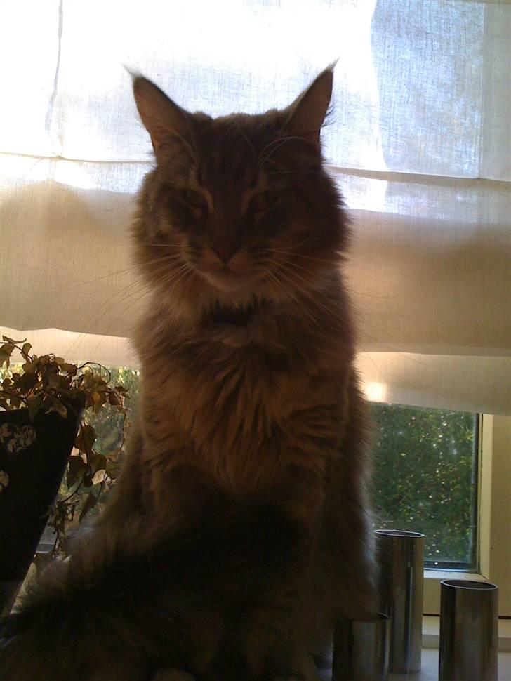 Maine Coon odin billede 11