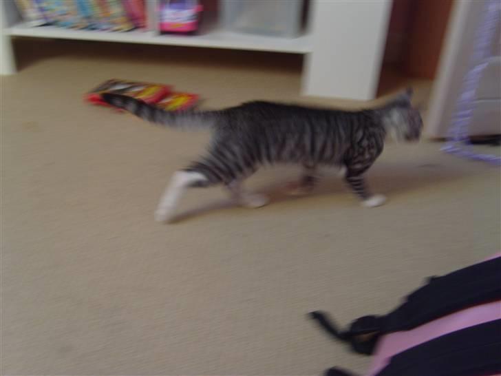 Blanding af racer Putte † - og så løb hun billede 3