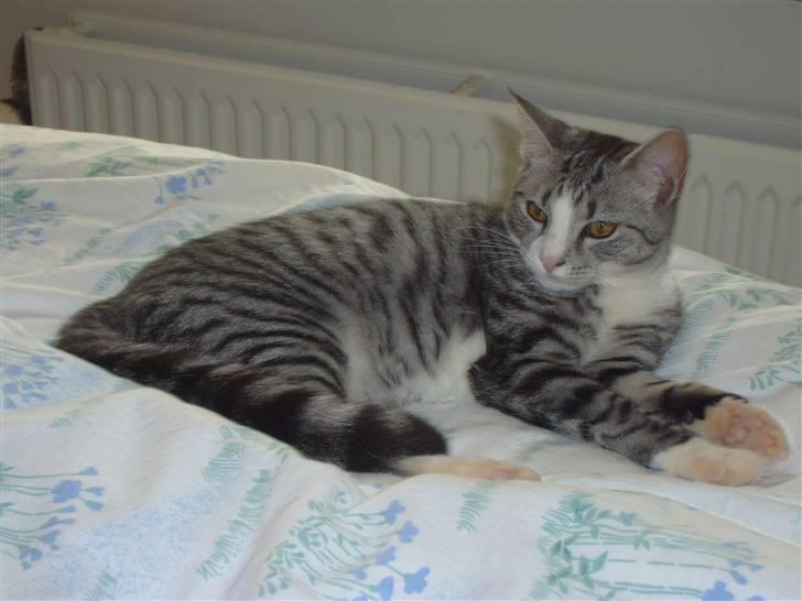 Blanding af racer Putte † billede 5