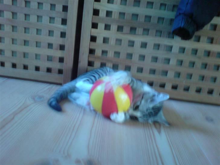 Blanding af racer Putte † billede 6