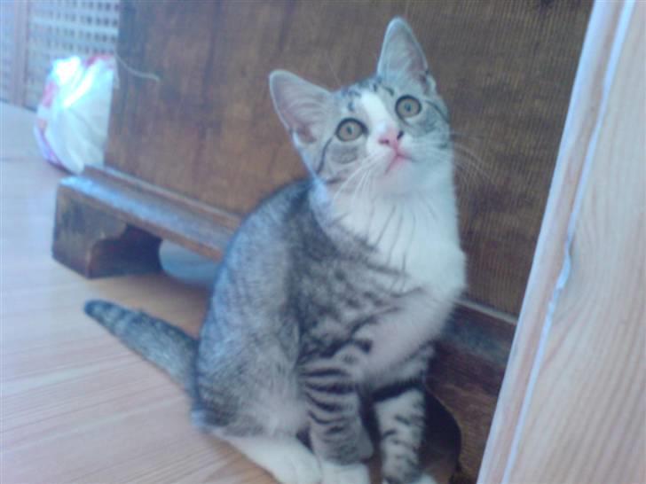 Blanding af racer Putte † billede 7