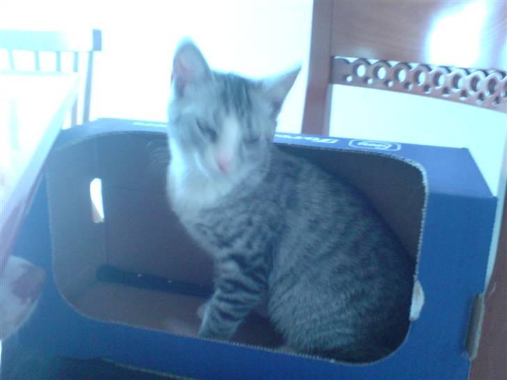 Blanding af racer Putte † billede 9