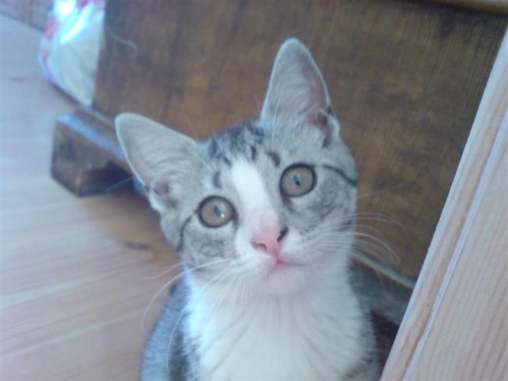 Blanding af racer Putte † billede 10