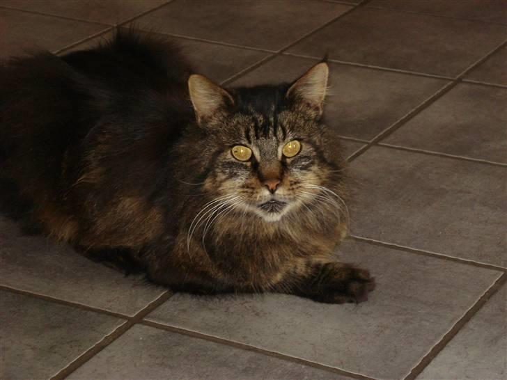 Maine Coon turner billede 1