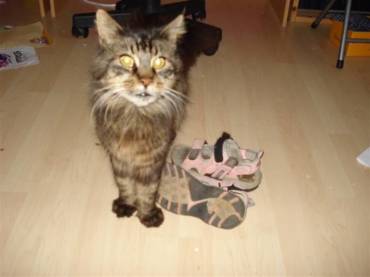 Maine Coon turner billede 2