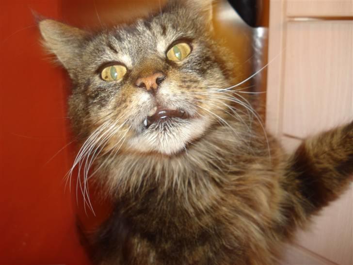 Maine Coon turner billede 3