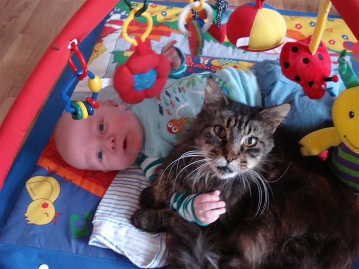 Maine Coon turner billede 4