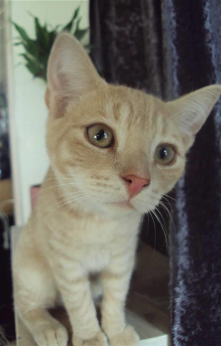 Huskat Simba billede 14