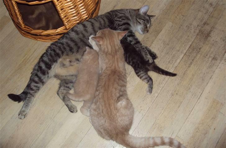 Huskat Simba billede 15