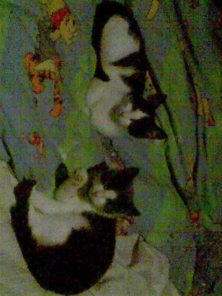 Huskat fister billede 2